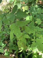 Rubus allegheniensis
