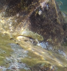 Parablennius sanguinolentus