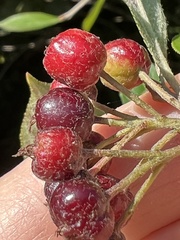 Aronia