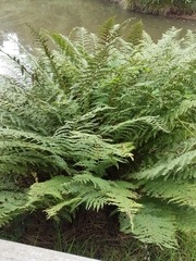 Athyrium filix-femina