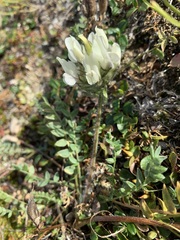 Oxytropis sordida