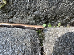 Anguis fragilis