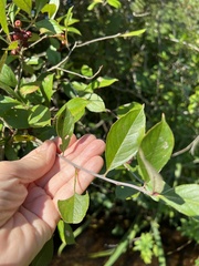Aronia