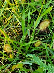 Setaria pumila