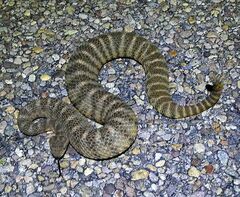 Crotalus tigris