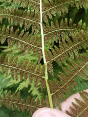 Athyrium filix-femina