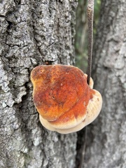 Inonotus hispidus
