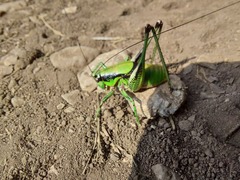 Eupholidoptera schmidti