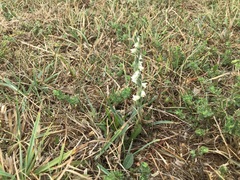Spiranthes spiralis