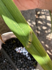 Calliteara pudibunda