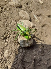 Eupholidoptera schmidti