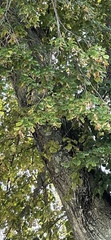 Tilia platyphyllos