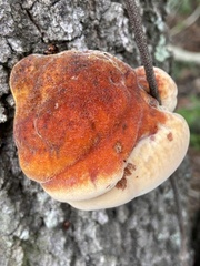 Inonotus hispidus