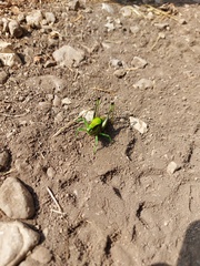 Eupholidoptera schmidti