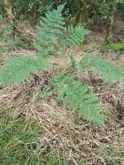 Dryopteris dilatata