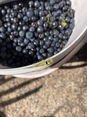 Calliteara pudibunda