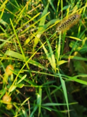 Setaria pumila