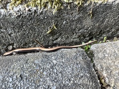 Anguis fragilis