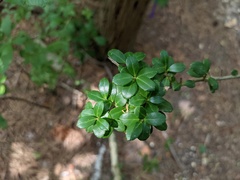 Ilex crenata