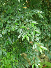 Ficus ampelos
