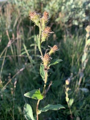 Solidago virgaurea lapponica