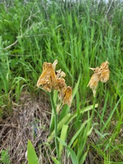 Iris × hybrida
