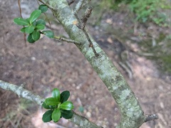 Ilex crenata