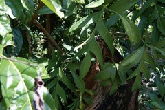 Philodendron pedatum