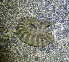 Crotalus tigris