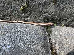 Anguis fragilis