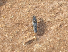 Limnogonus