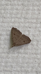 Chytolita morbidalis