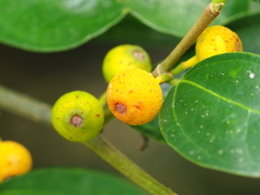 Ficus ampelos