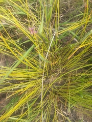 Trichophorum cespitosum