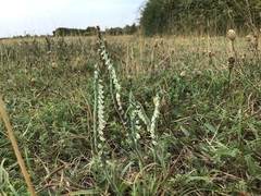 Spiranthes spiralis