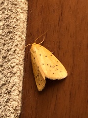 Stigmatophora flava leacrita