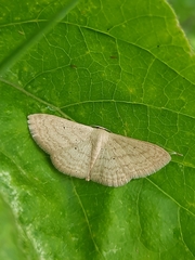 Scopula