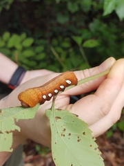 Eumorpha pandorus