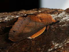 Gastropacha quercifolia