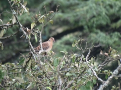 Streptopelia orientalis