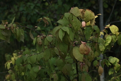 Euonymus verrucosus