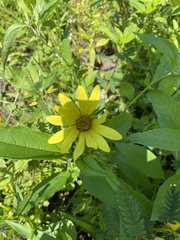 Helianthus decapetalus
