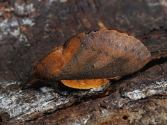 Gastropacha quercifolia