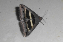 Grammodes geometrica