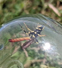 Ichneumon mystificans