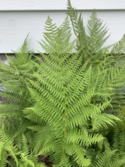 Athyrium filix-femina