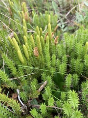 Spinulum annotinum alpestre