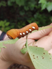 Eumorpha pandorus