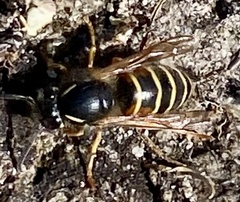 Dolichovespula norwegica