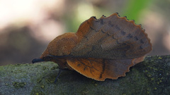 Gastropacha quercifolia